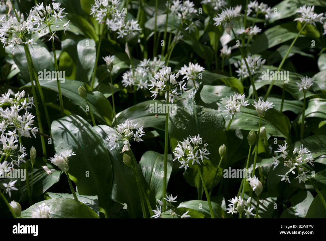L'ail des ours Allium ursinum Banque D'Images