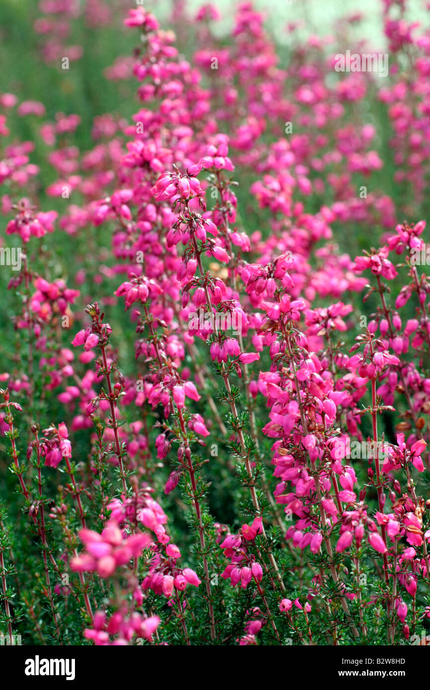 ERICA CINEREA KNAP HILL AGA ROSE Banque D'Images