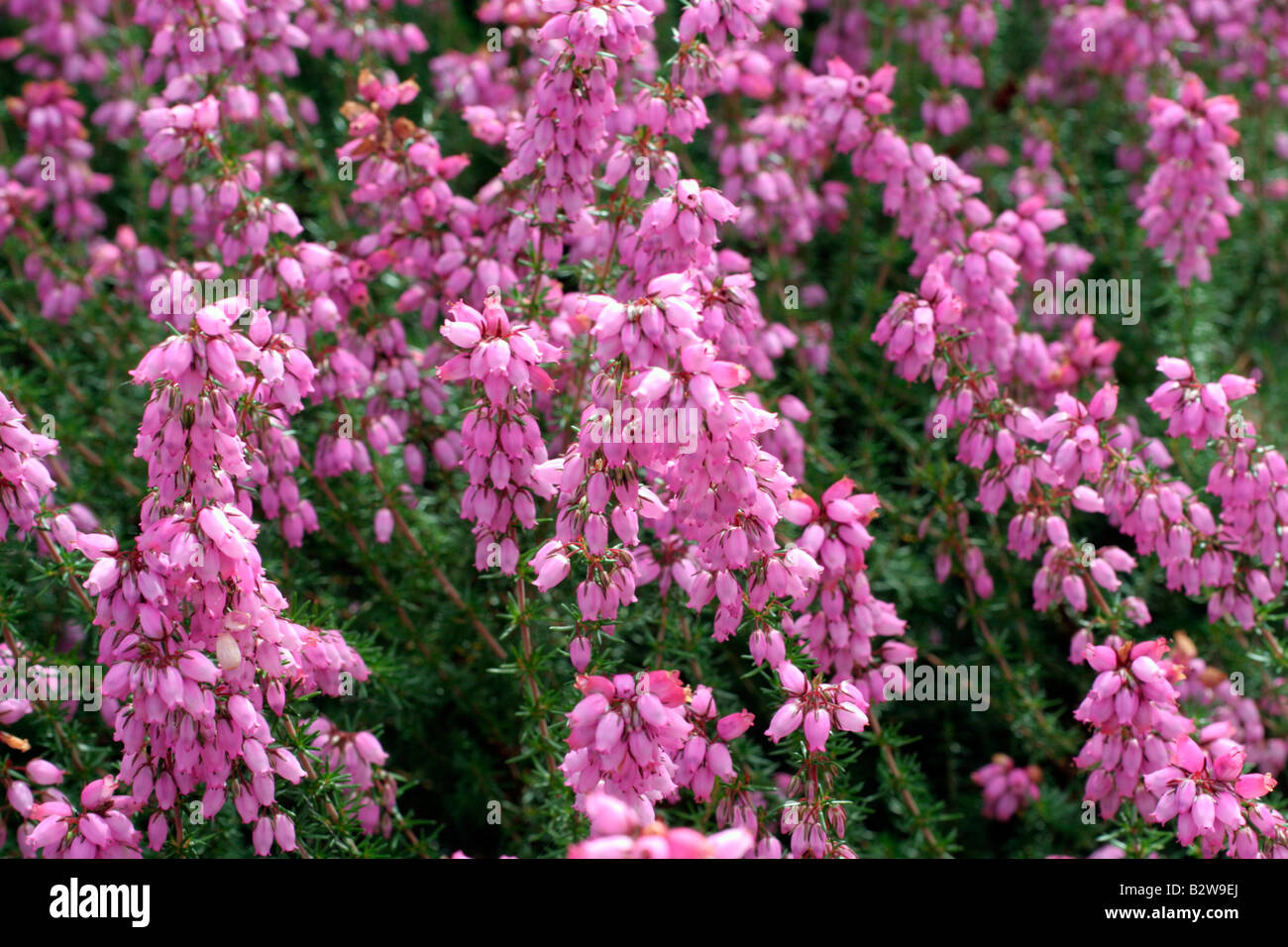 ERICA CINEREA ATRORUBENS DAISY HILL Banque D'Images
