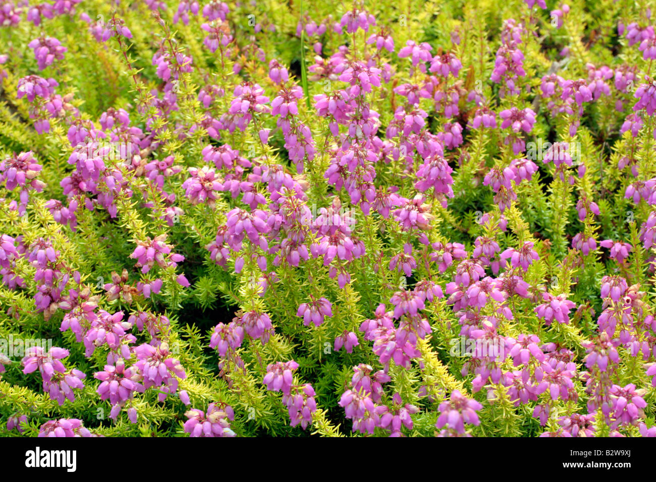 ERICA CINEREA ANNE BERRY Banque D'Images