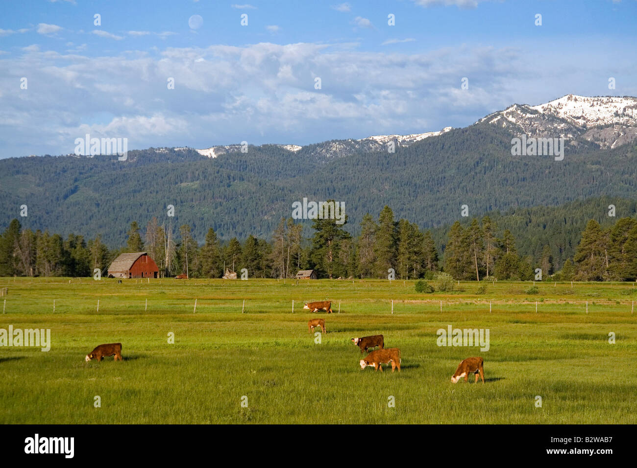 Les bovins paissent dans un pâturage près de Cascade Colorado Banque D'Images