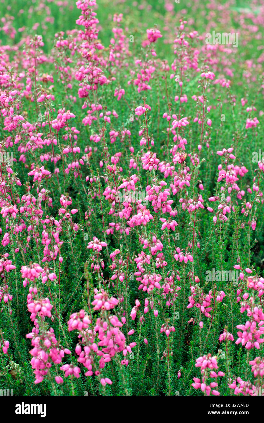 ERICA CINEREA RED PENTREATH Banque D'Images