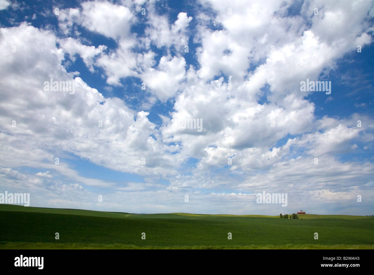 Domaines de blé vert près de Nezperce Florida Banque D'Images