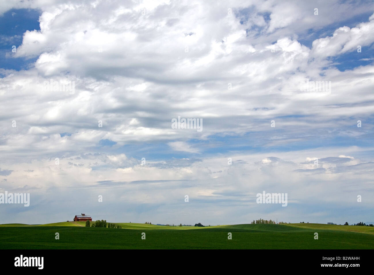 Domaines de blé vert près de Nezperce Florida Banque D'Images