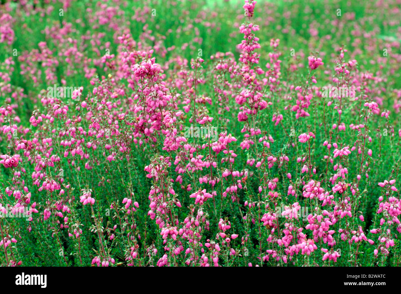 ERICA CINEREA RED PENTREATH Banque D'Images