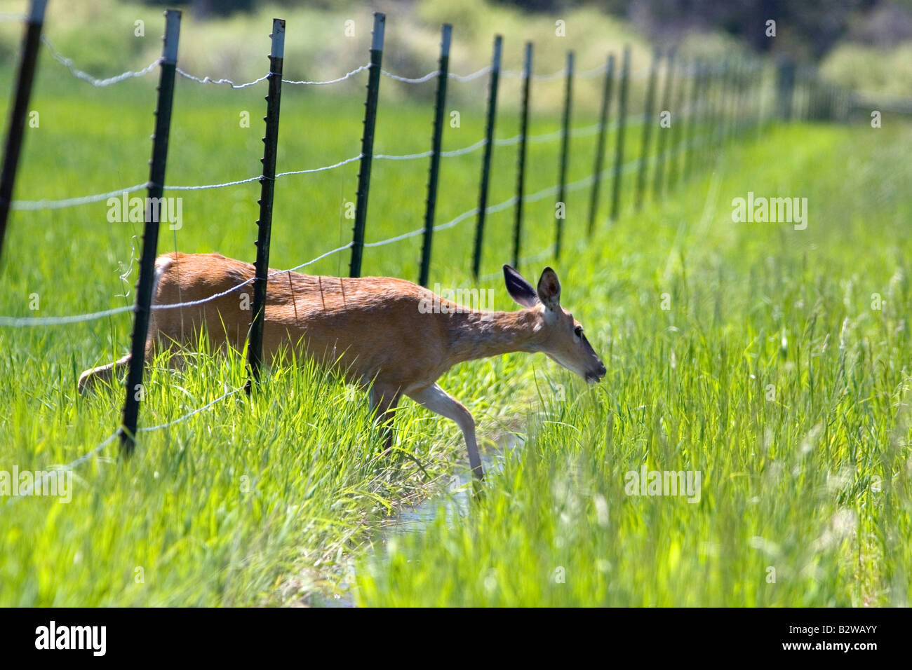Cerf de virginie biche passant sous une clôture près de Seeley Lake Montana Banque D'Images