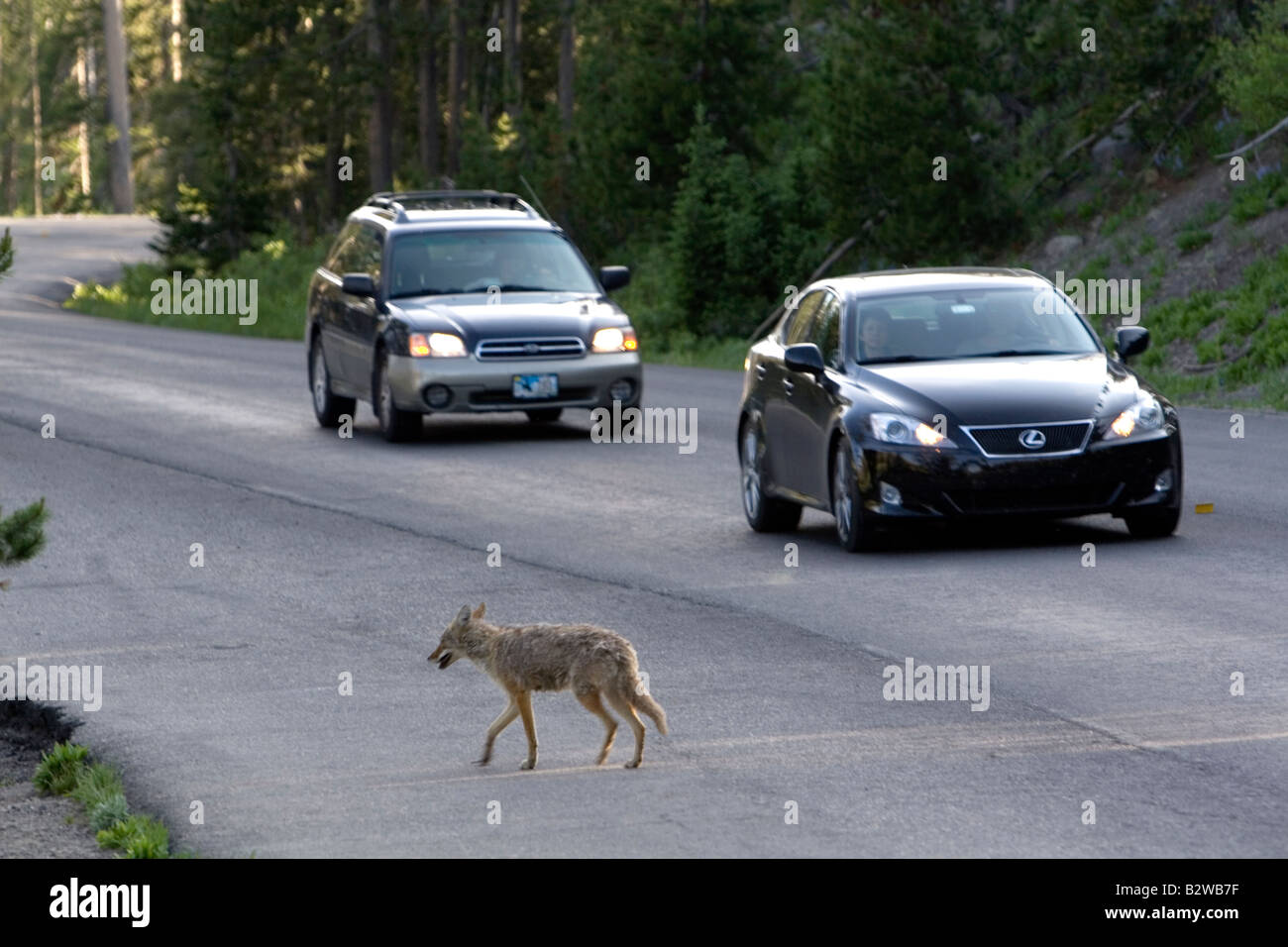 Le coyote de traverser la route avec la circulation dans le Parc National de Yellowstone au Wyoming Banque D'Images