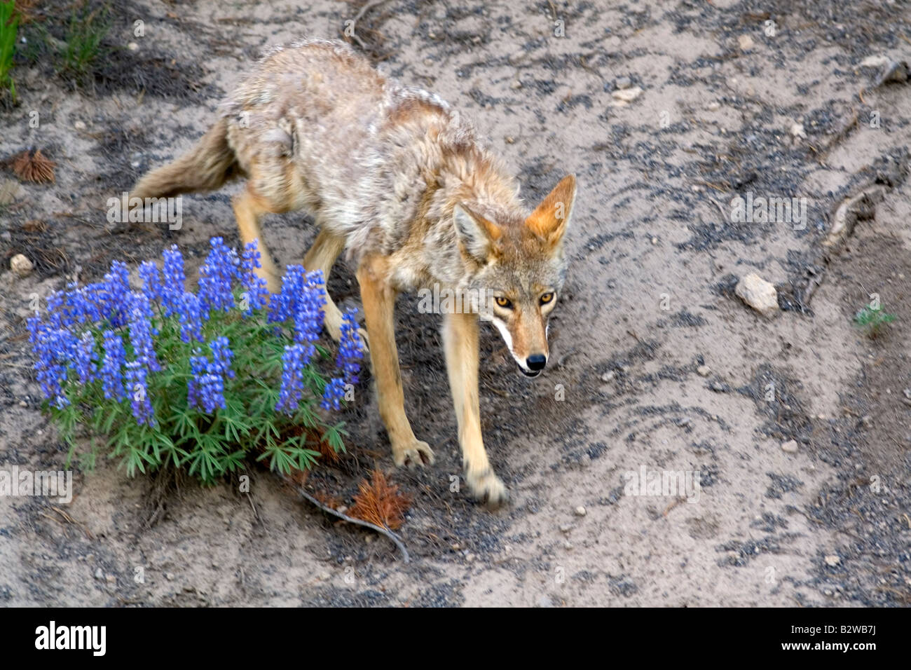 Coyote dans le Parc National de Yellowstone au Wyoming Banque D'Images