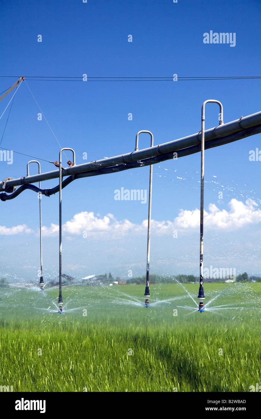L'irrigation pivot d'un champ de blé vert près de St Anthony New York Banque D'Images