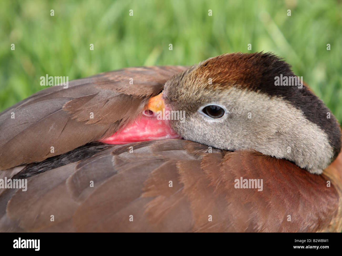 Canard à bec rouge, sifflement ou tree duck, Dendrocygna autumnalis autumnalis Banque D'Images