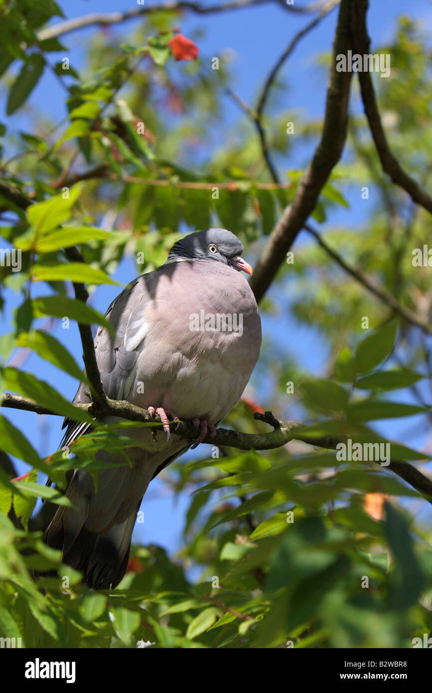 Pigeon ramier, Columba palambus Banque D'Images