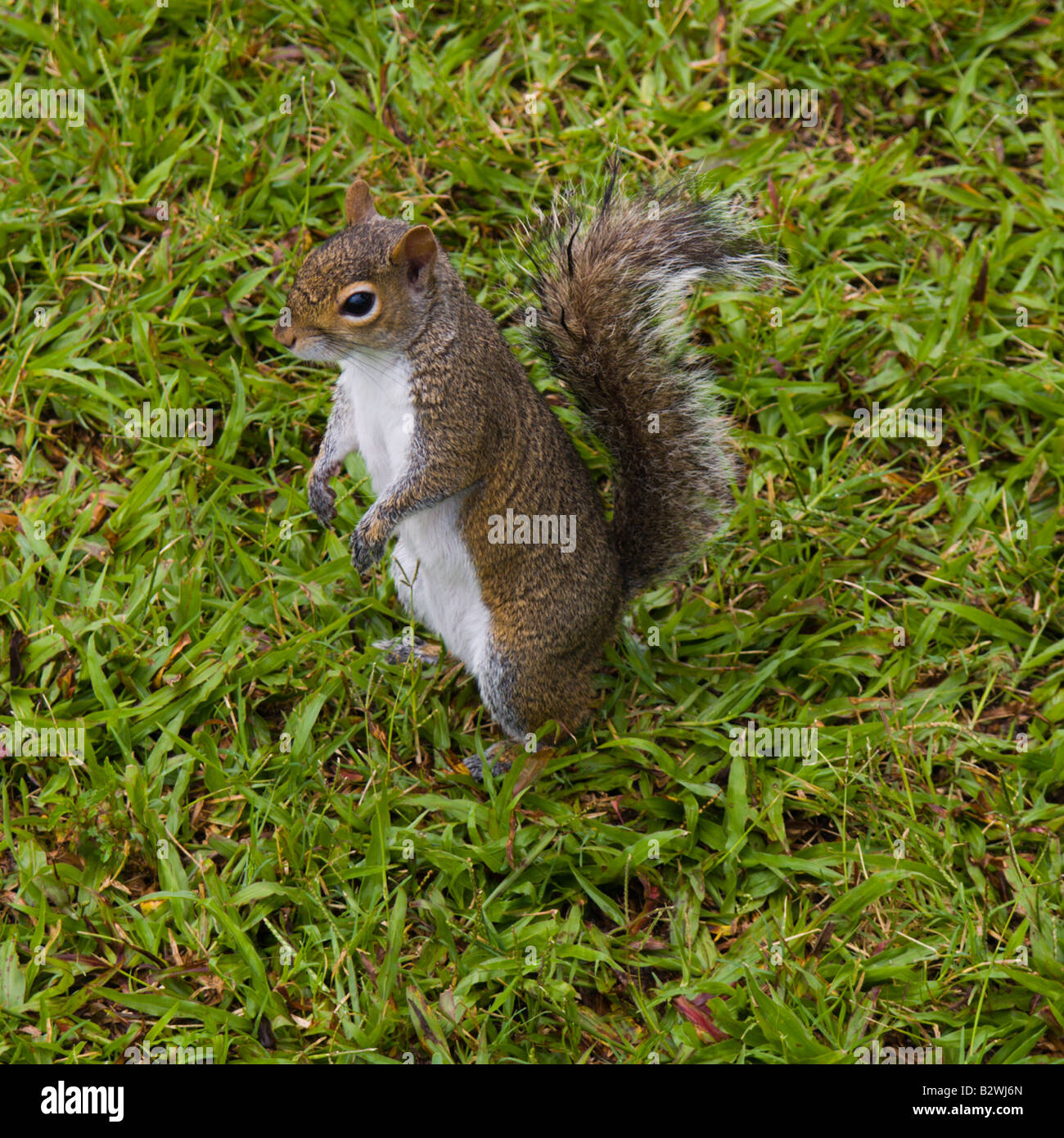 Les Écureuils gris habitent BALLARD PARK SUR LES RIVES DE LA RIVIÈRE EAU GALLIE À MELBOURNE EN FLORIDE Banque D'Images
