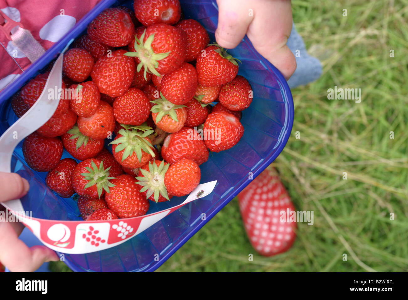 Punnett de fraises Banque D'Images