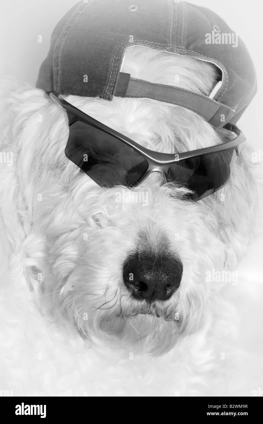 De très graves à la Old English sheepdog Banque D'Images