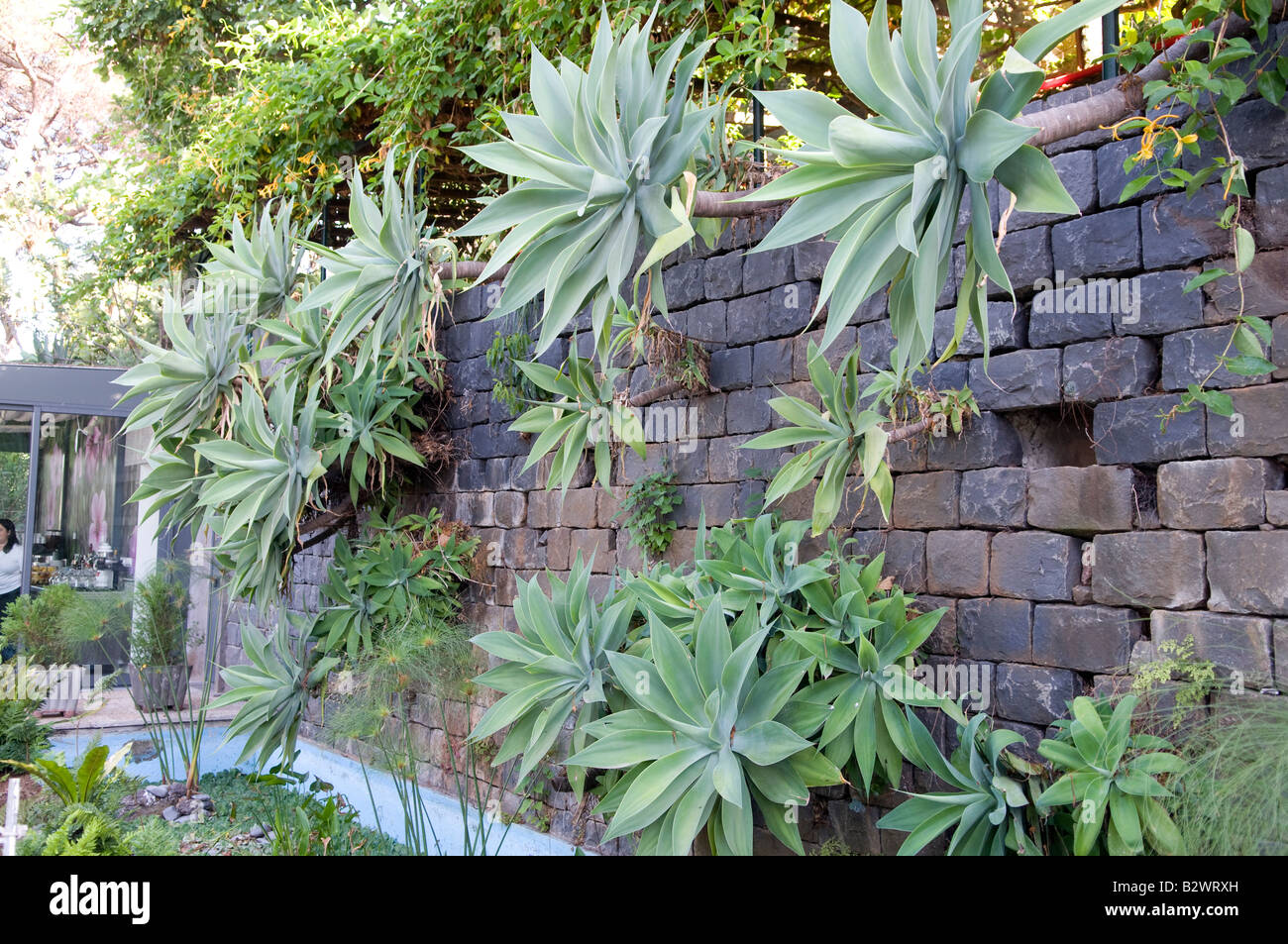 Grand cactus plantes grasses Banque D'Images
