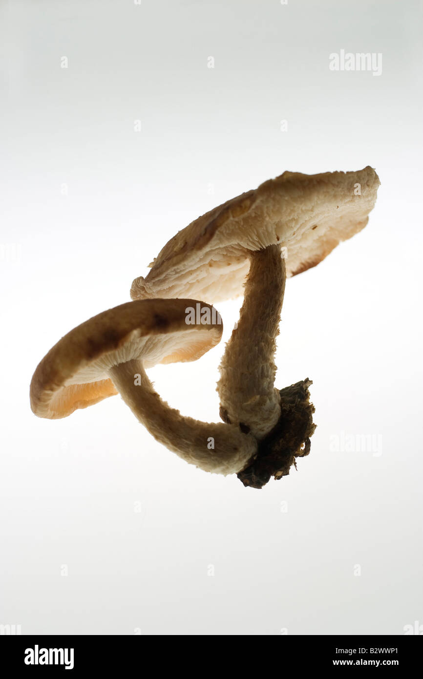 Une paire de champignons shiitake avec milieu de culture s'accrochant encore à base des tiges Banque D'Images