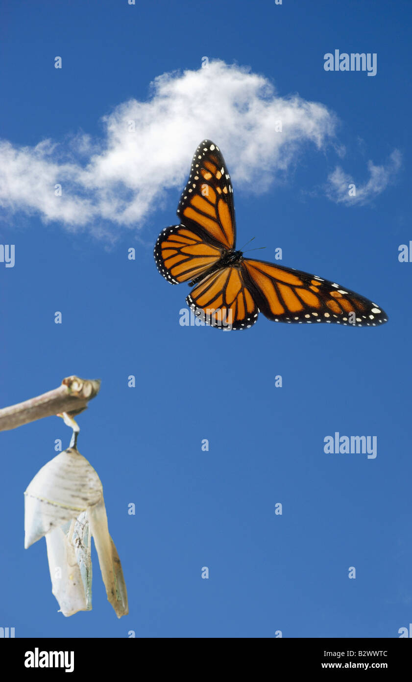 Cocon laissant papillon Banque D'Images