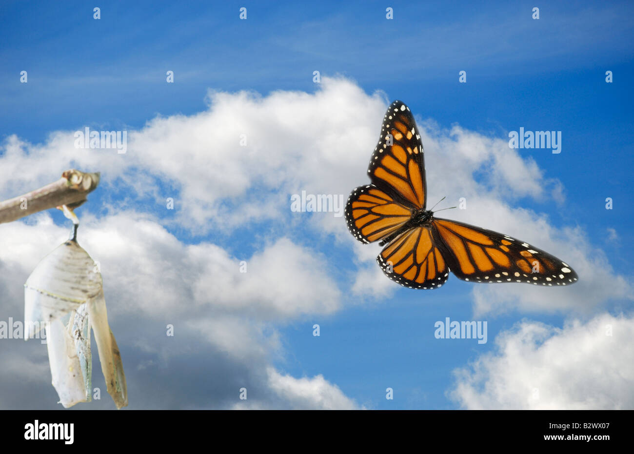 Cocon laissant papillon Banque D'Images