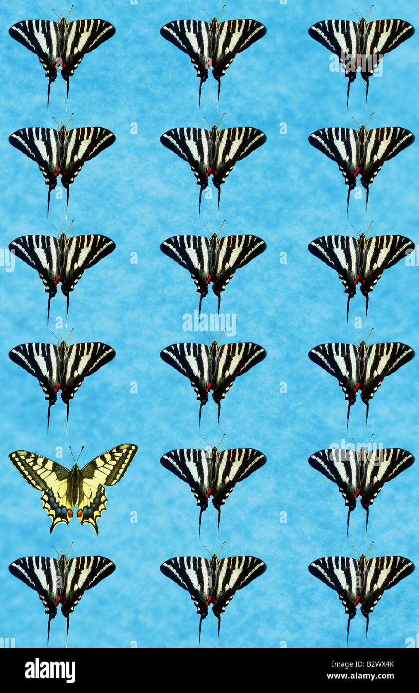 Papillons Banque D'Images