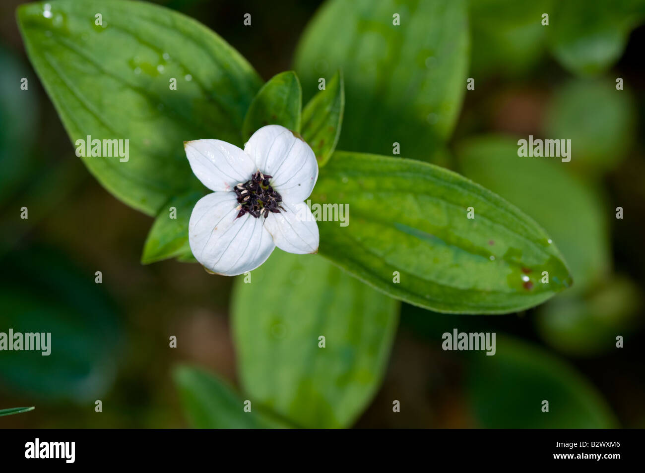 Dwarf Cornel Cornus suecica seule fleur Banque D'Images