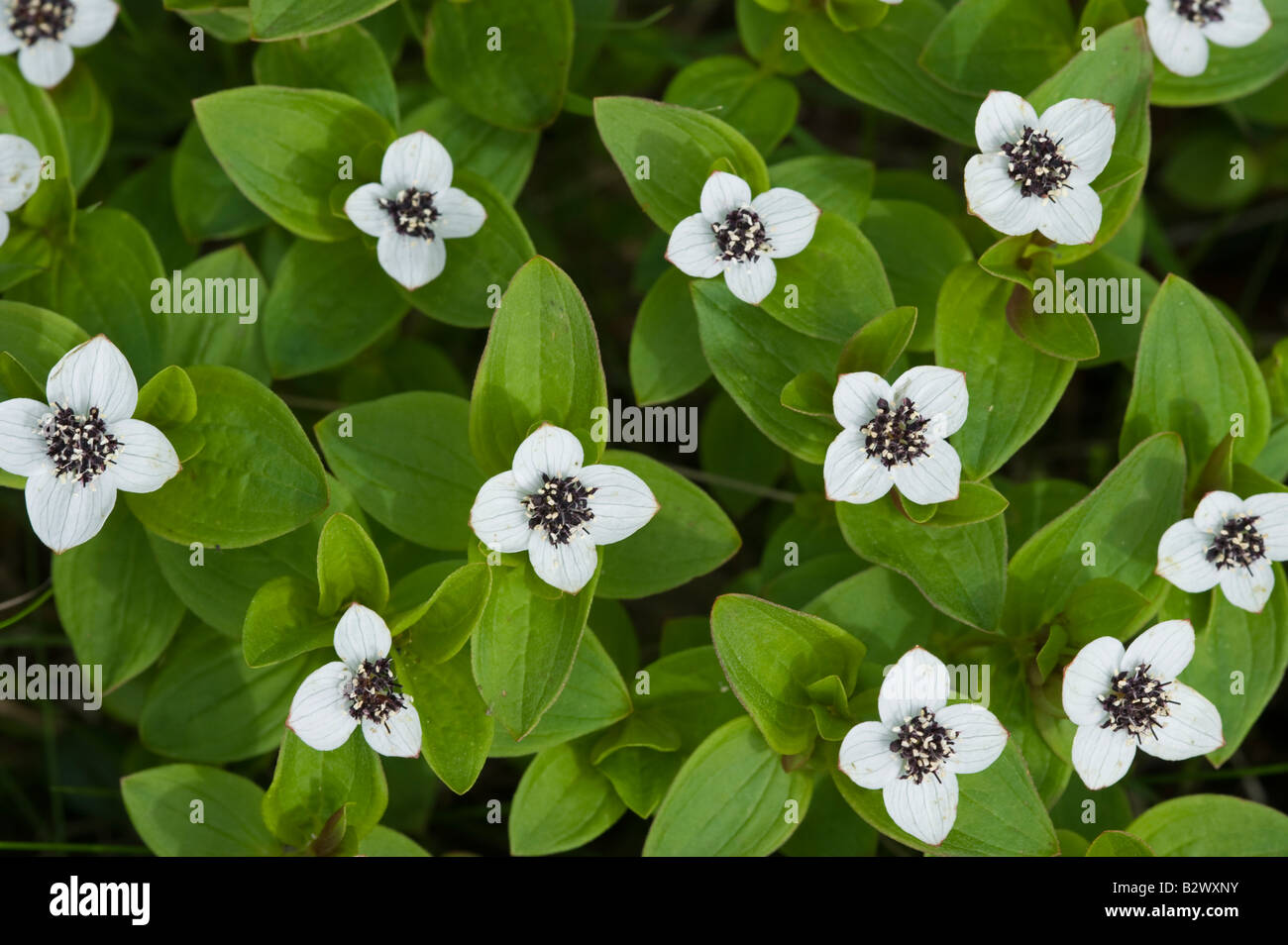 Dwarf Cornel Cornus suecica group Banque D'Images