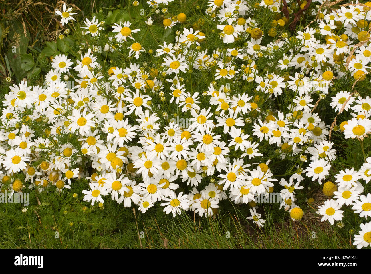 Un beau bouquet de fleurs de camomille maïs sauvage sur le Mull of Galloway Dumfries et Galloway Ecosse Royaume-Uni UK Banque D'Images