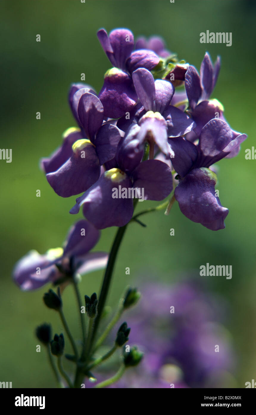 Close up of fleur pourpre Banque D'Images
