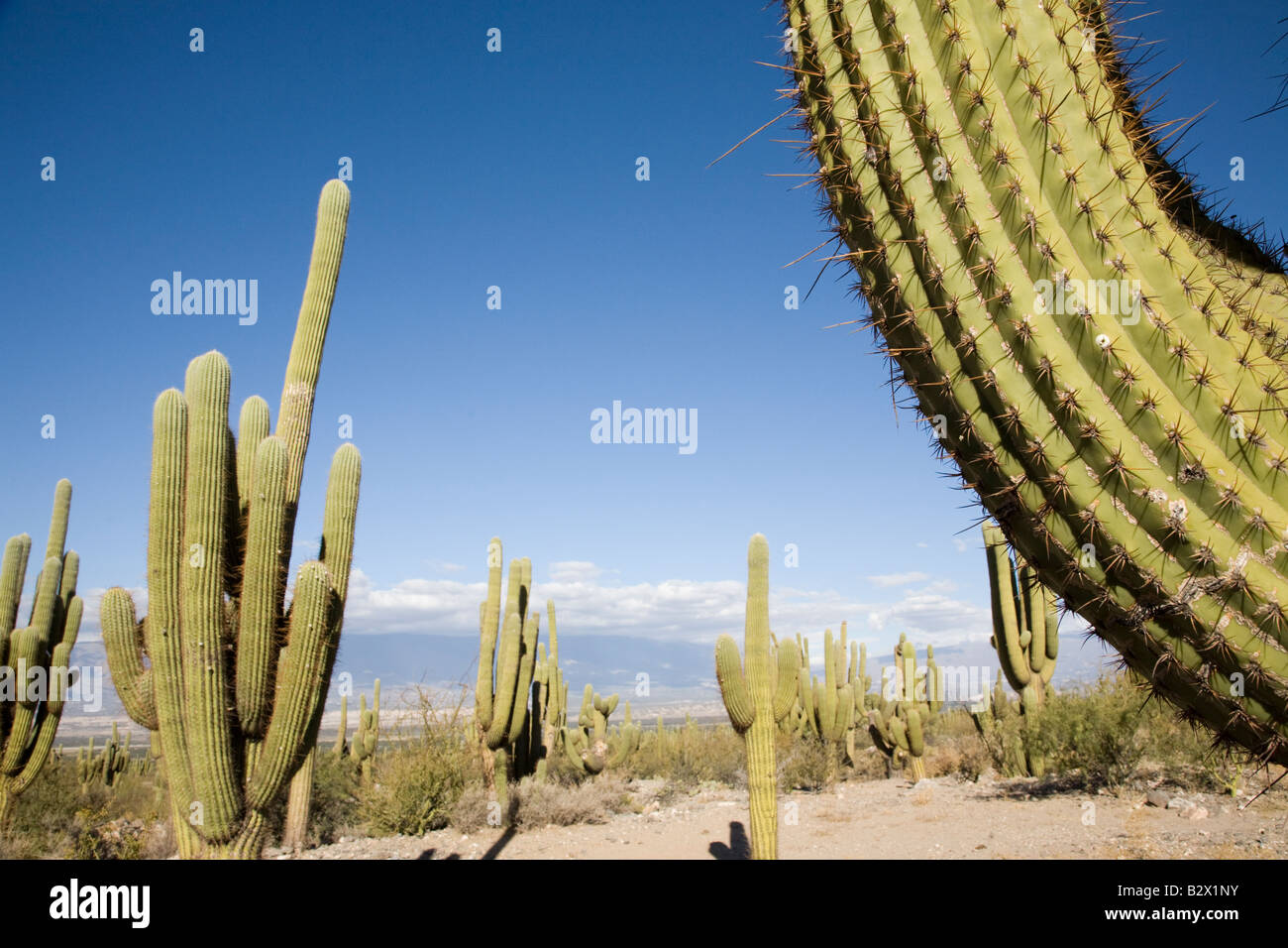 Cactus, Valles Calchaquies, la province de Salta, Argentine Banque D'Images