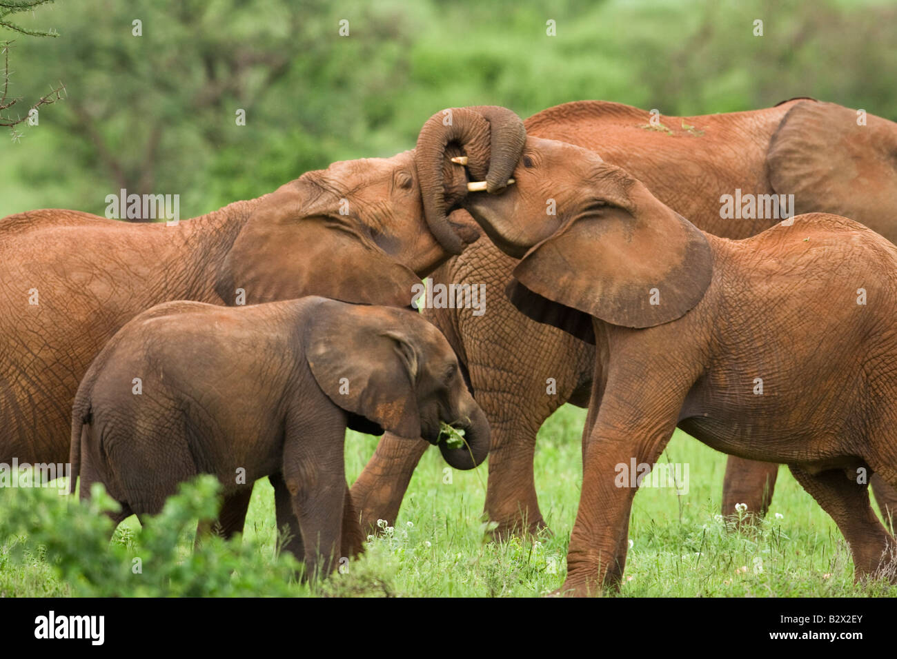 L'éléphant africain (Loxodonta Africana) sparring juvéniles Banque D'Images
