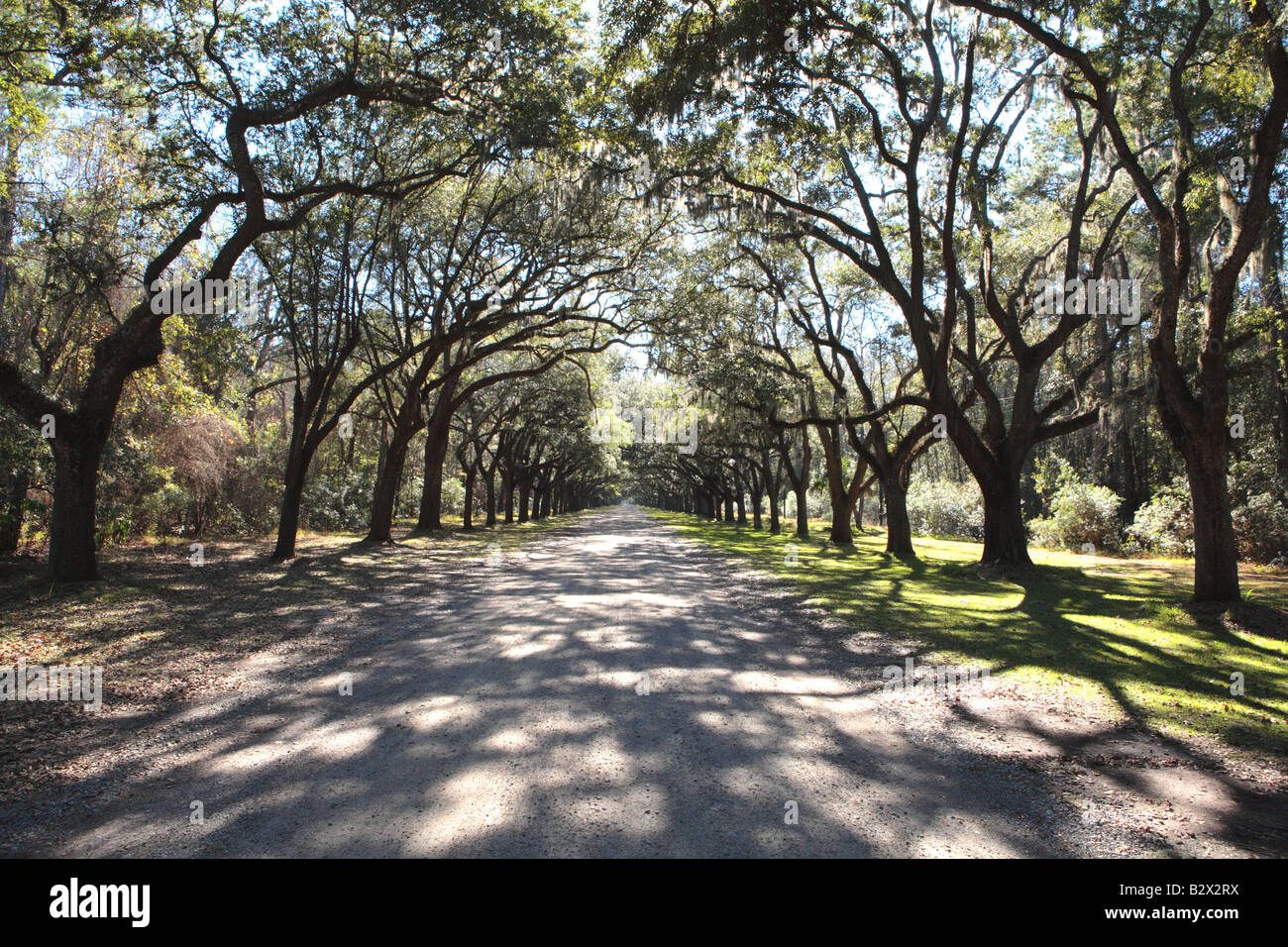 LIVE OAK TREE LINED ROAD À PLANTATION WORMSLOE PRÈS DE LA VILLE DE SAVANNAH, Géorgie, USA Banque D'Images