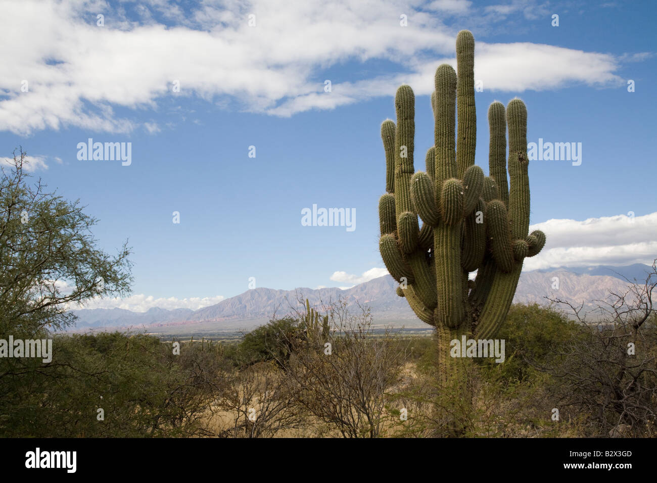 Cactus, Cactus, candélabres, Valles Calchaquies, la province de Salta, Argentine Banque D'Images