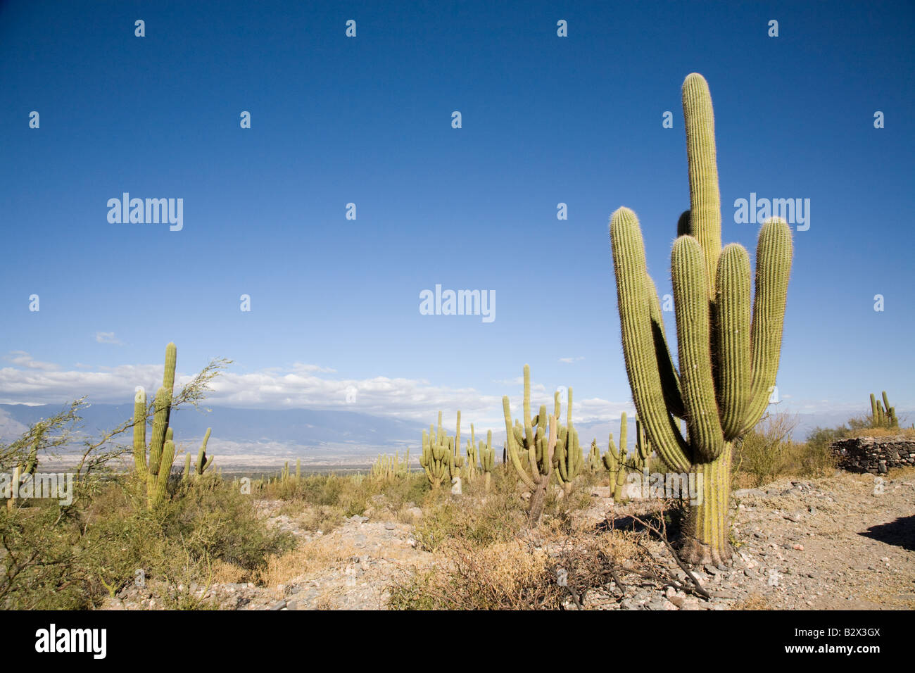 Cactus, Cactus, candélabres, Valles Calchaquies, la province de Salta, Argentine Banque D'Images