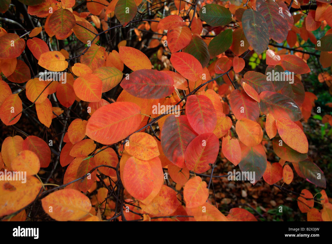 Feuilles rouges en automne. Banque D'Images