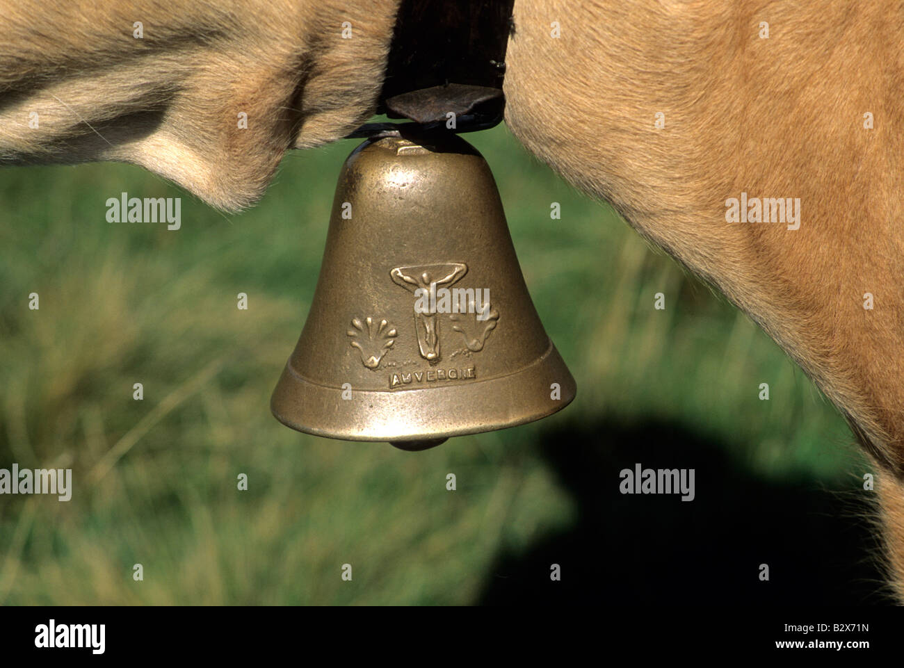 Vache avec cloche au cou Banque de photographies et d’images à haute