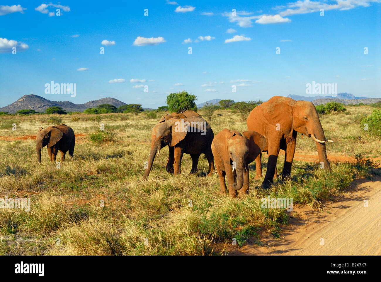Troupeau d'éléphants d'Afrique Loxodonta africana de l'Afrique KENYA SAMBURU NATIONAL PARK Banque D'Images