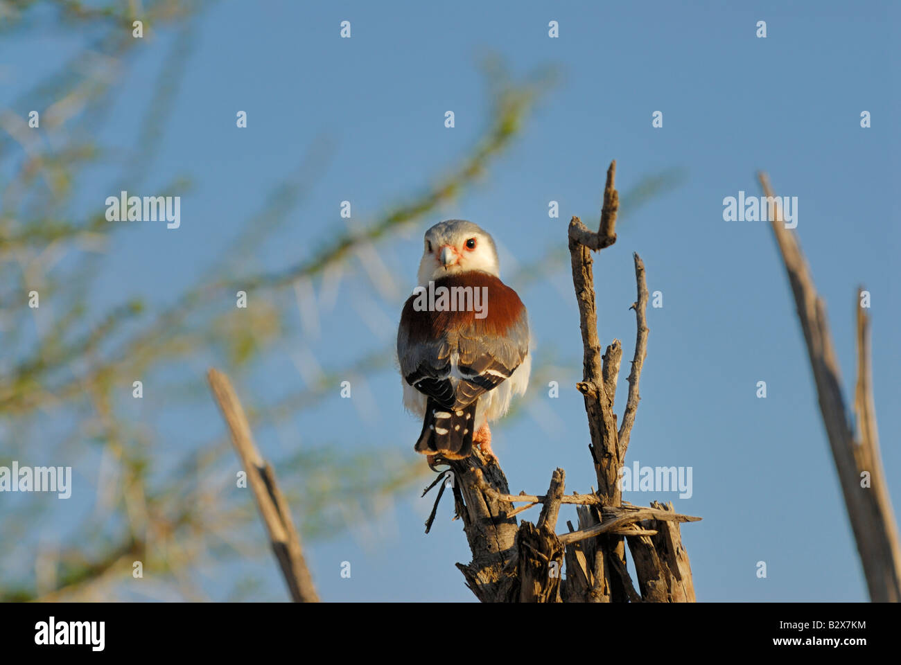Falcon, Pygmées d'Afrique Polihierax semitorquatus, SAMBURU NATIONAL PARK, Kenya, Afrique de l'Est Banque D'Images