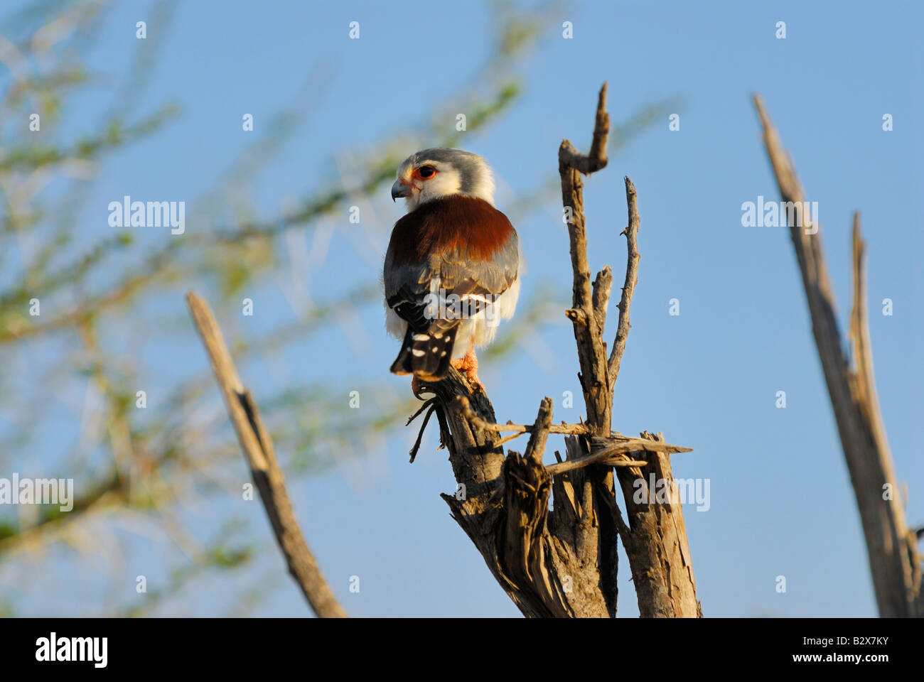 Falcon, Pygmées d'Afrique Polihierax semitorquatus, SAMBURU NATIONAL PARK, Kenya, Afrique de l'Est Banque D'Images
