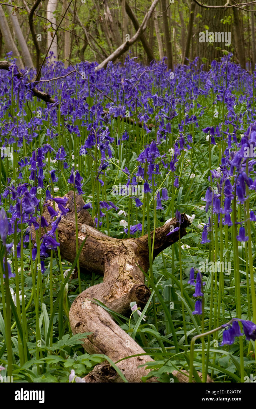 Une branche en décomposition fixant entre la floraison Blue Bells, UK Banque D'Images