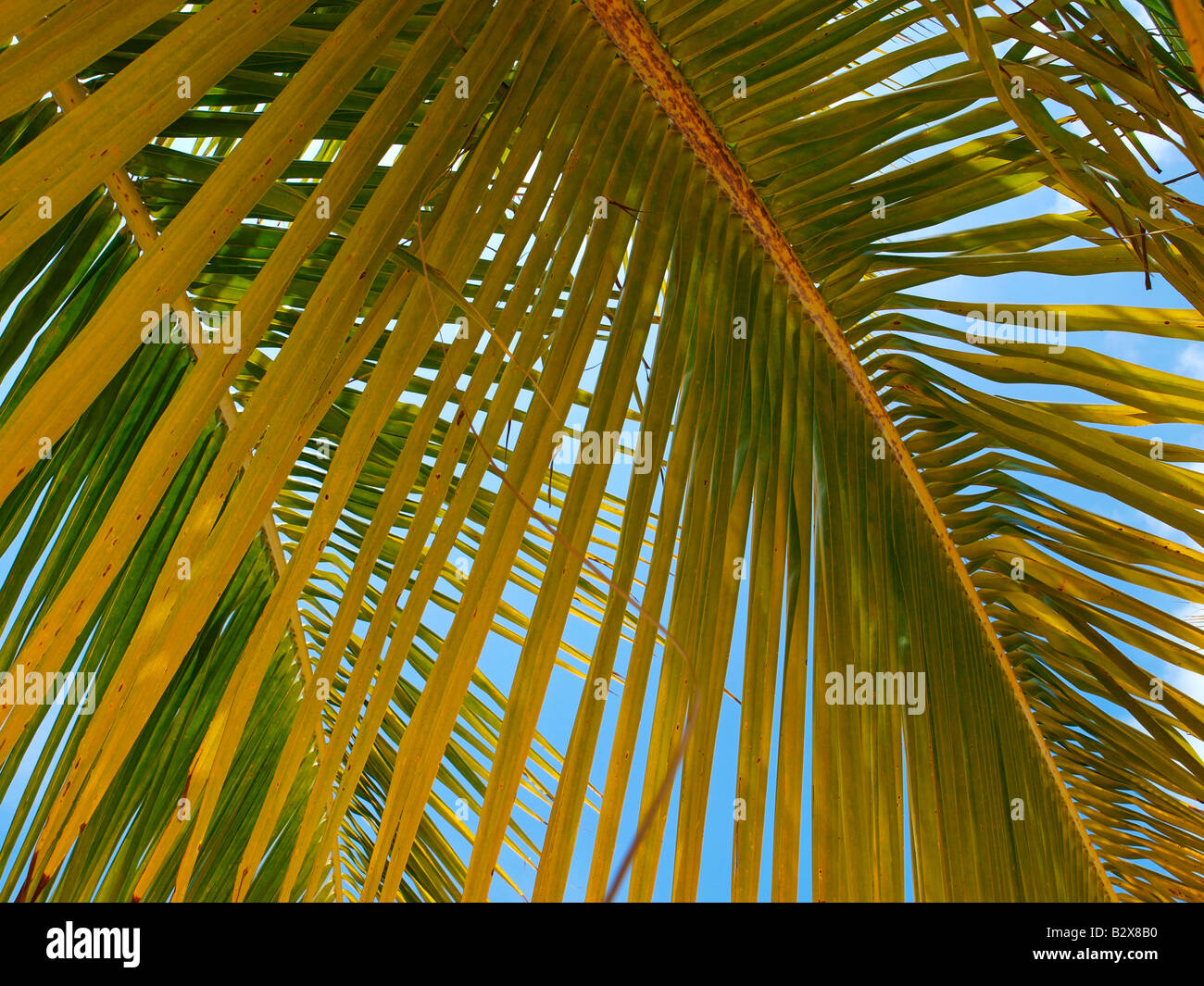 Cayo Largo del Sur, un centre touristique Banque D'Images