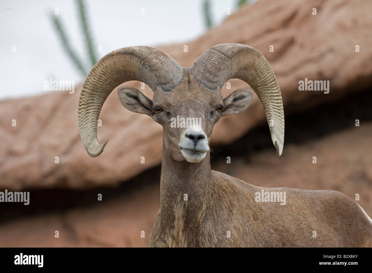 Ovis canadensis [AZ] Amérique du nord-américaine de sabots, cornes à cornes buck mountain rocky antigliss Banque D'Images