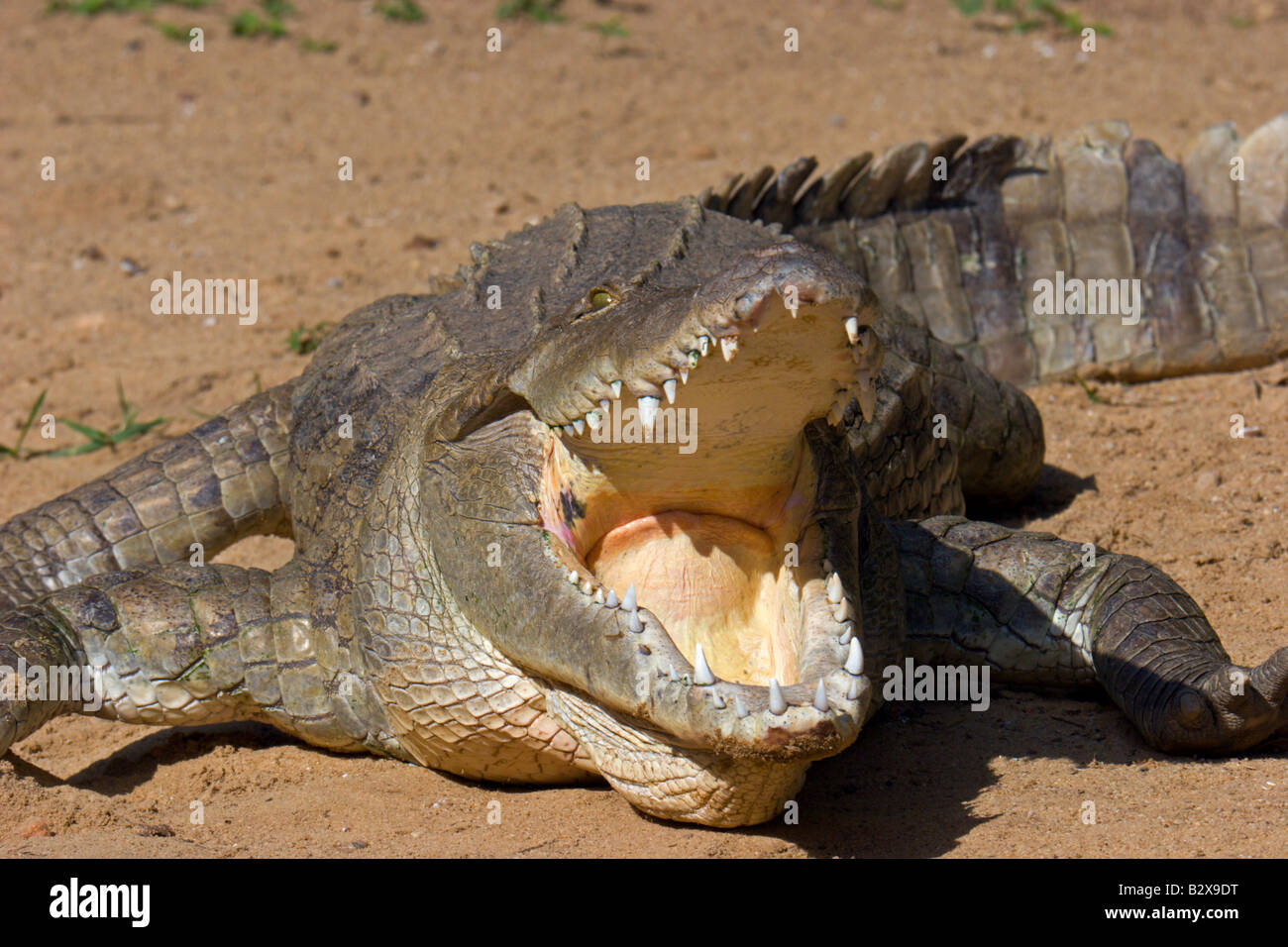 Les dents des mâchoires de crocodile reptile Ouganda Banque D'Images