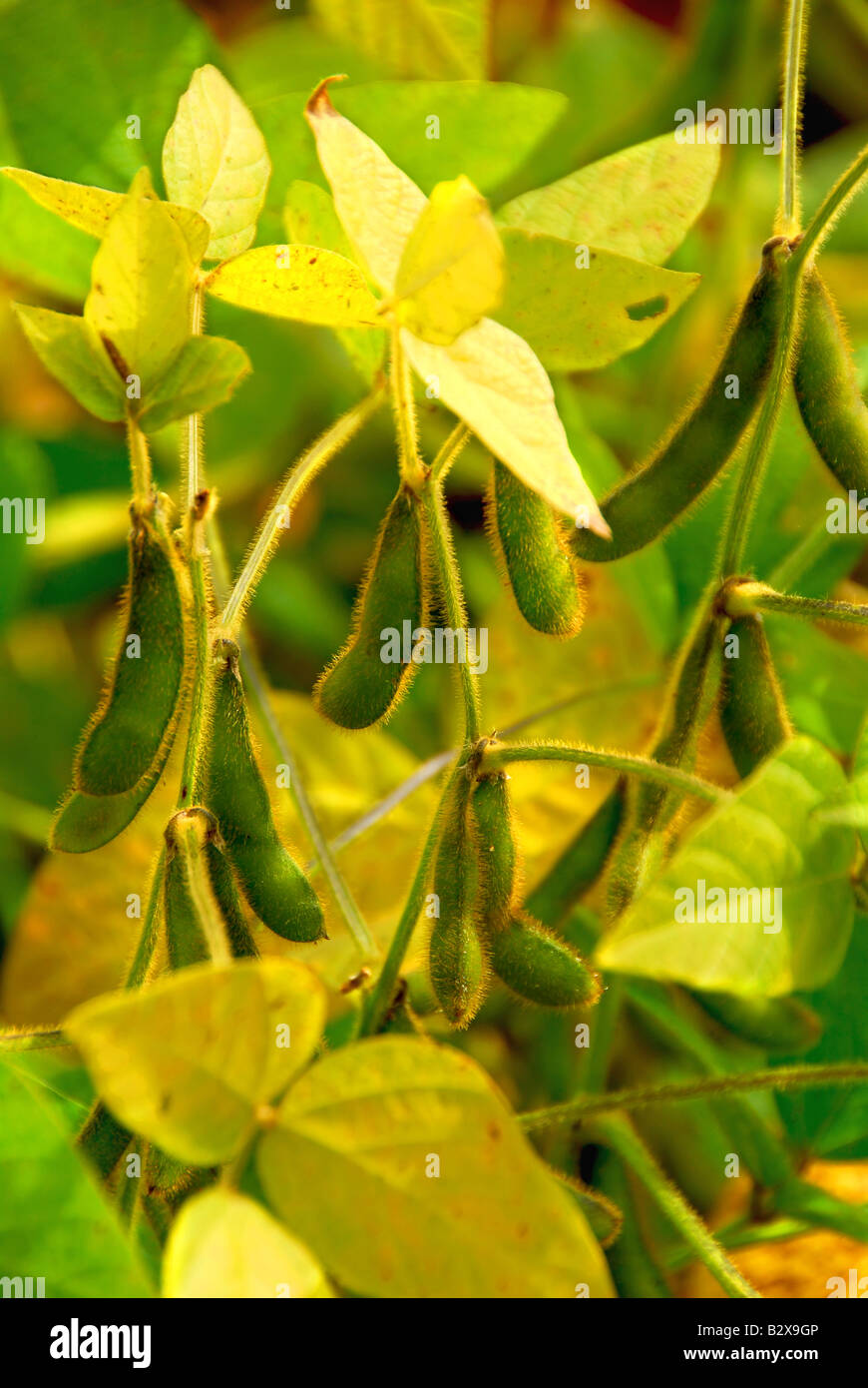 De plus en plus de graines de soja sur une plants de soja dans un champ Banque D'Images