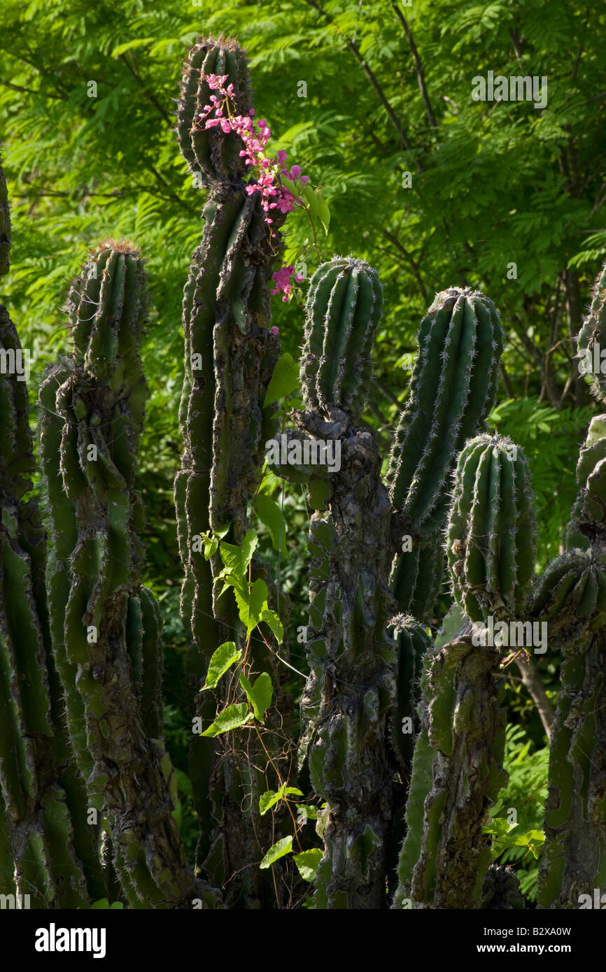 Hecho (cactus Pachycereus pectinaboriginum) Sonora - Mexique Banque D'Images