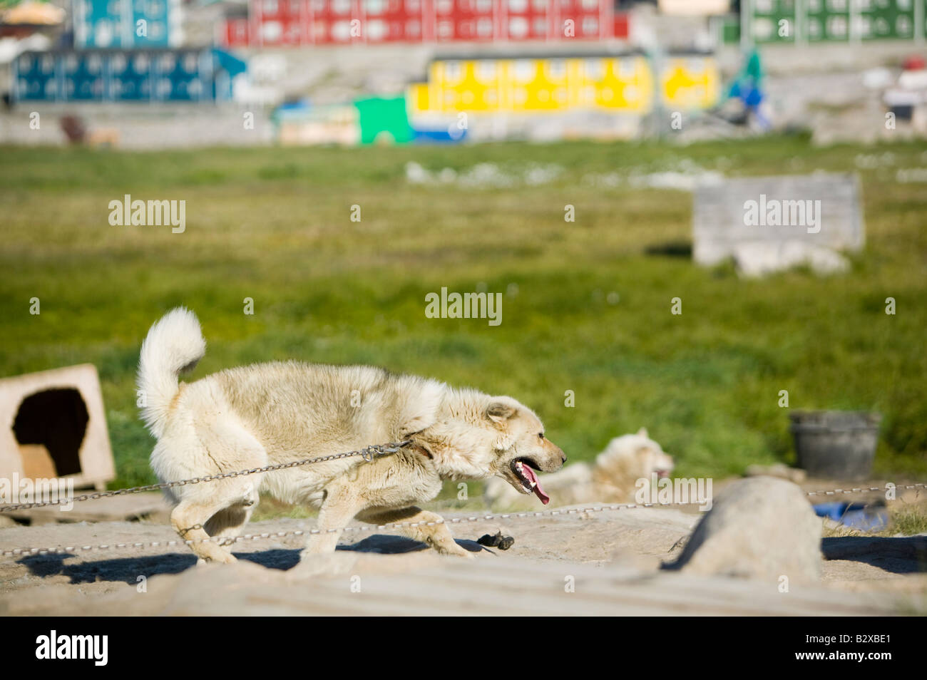 Husky chiens de traîneau inuits traditionnels en face de maisons colorées à Ilulissat Groenland Groenland Banque D'Images