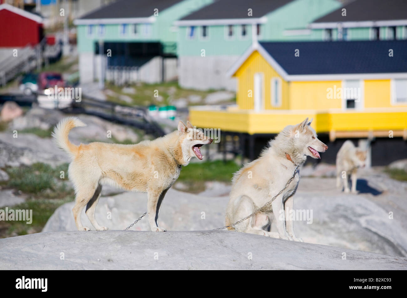 Husky chiens de traîneau inuits traditionnels en face de maisons colorées à Ilulissat Groenland Groenland Banque D'Images