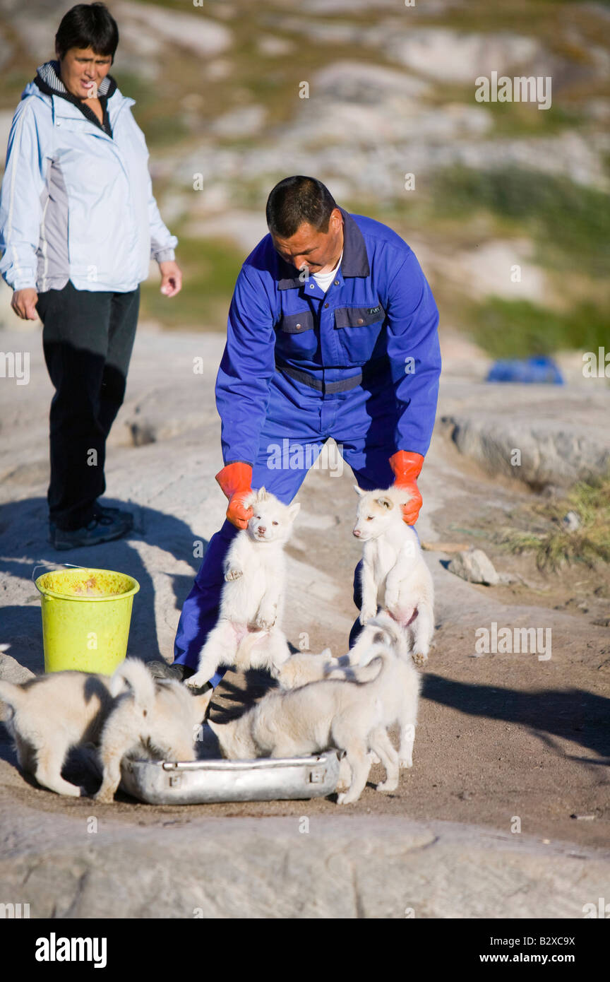 Chiots husky chiens de traîneau inuits au Groenland à Ilulissat Banque D'Images