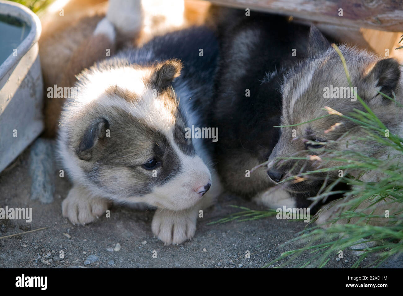 Chiots husky chiens de traîneau inuits au Groenland à Ilulissat Banque D'Images