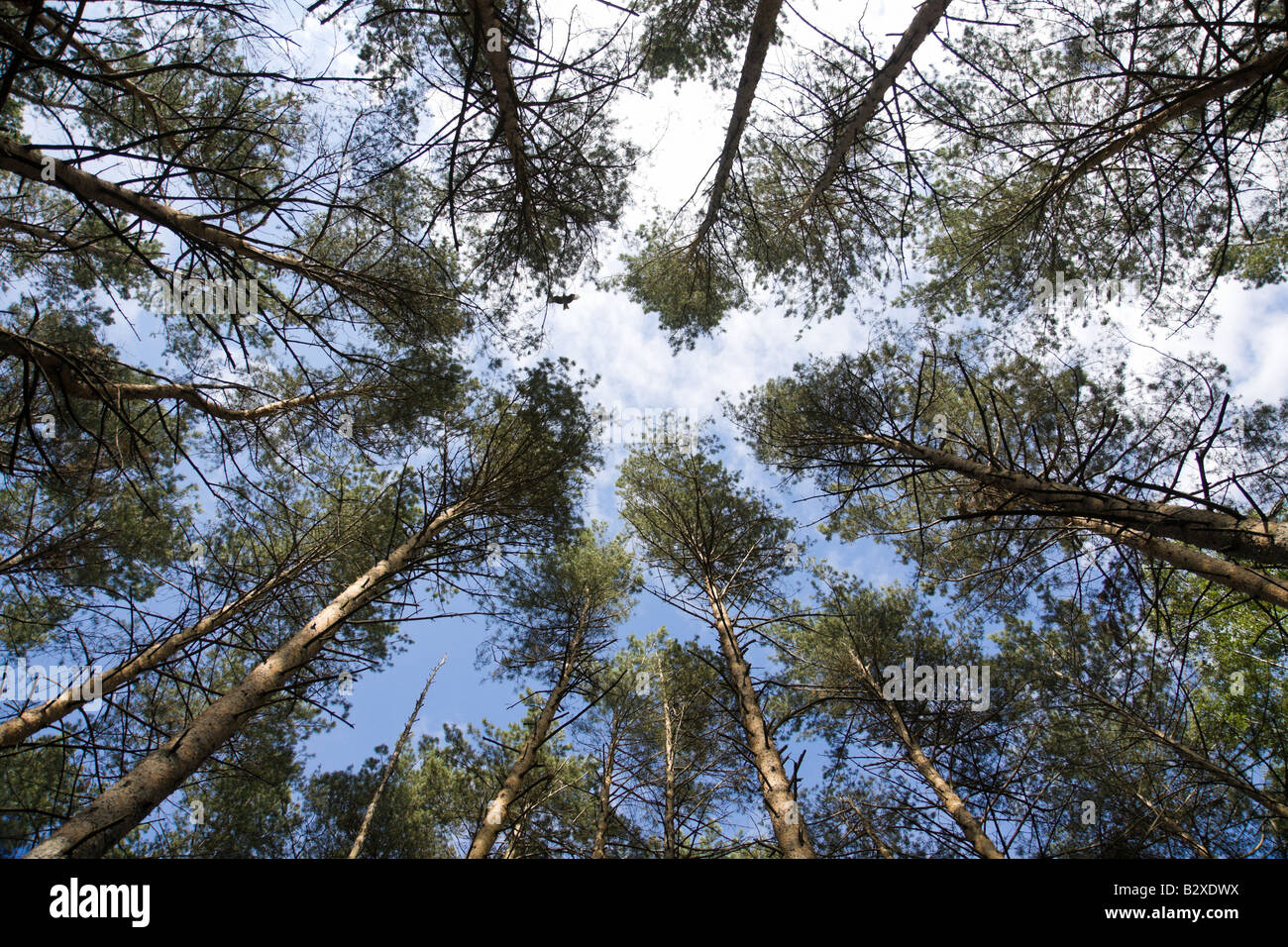 Grands pins sur un fond de ciel bleu avec des nuages Banque D'Images