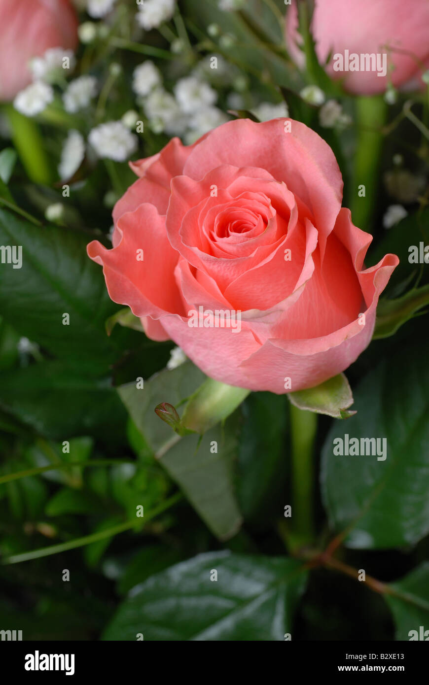 Bouquet de roses une composition de roses rose doux Banque D'Images