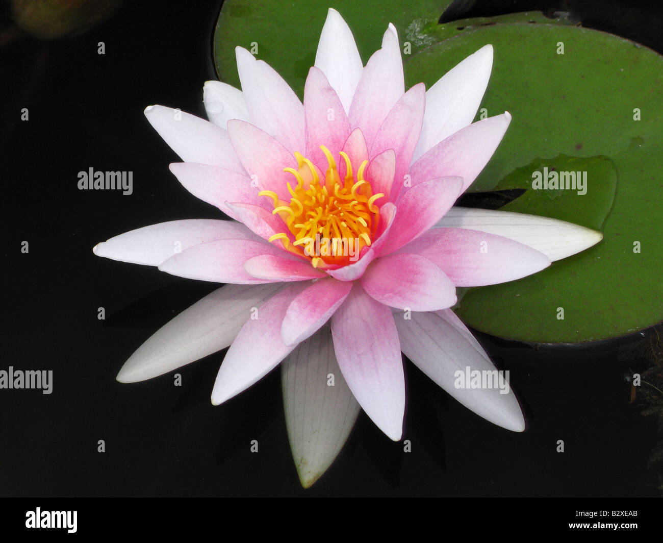 Pink water lily flower blooming Nymphea Banque D'Images